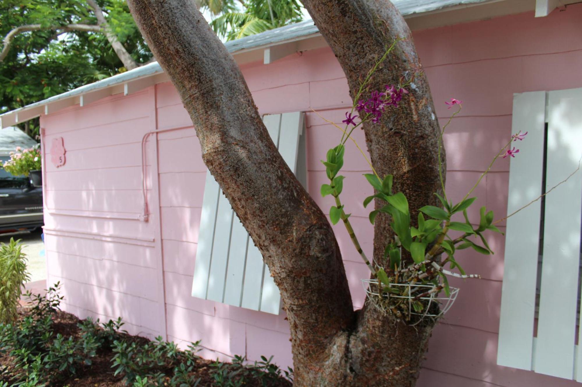 Tropical Cottages Marathon Rum bild